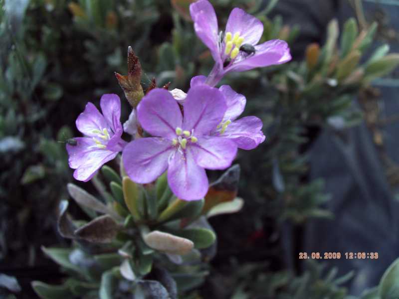 Limoniastrum monopetalum / Limoniastro cespuglioso